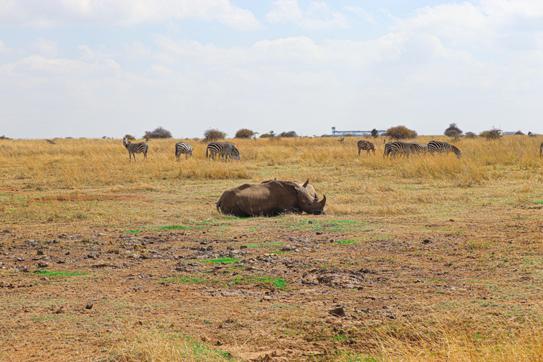 Park Narodowy Nairobi, Centrum Żyraf, sierociniec i wycieczka Bomas