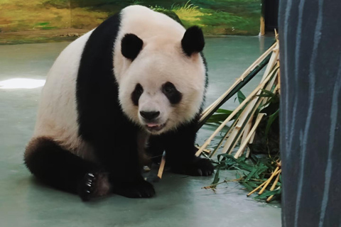 Guangzhou Zoo: Giant panda Pavilion Ticket