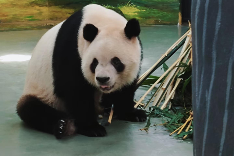 Guangzhou Zoo: Giant panda Pavilion Ticket