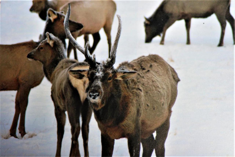 Jackson Hole: National Elk Refuge Sleigh Ride