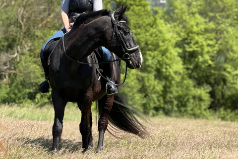 Dubrovnik: Horse Riding with local guide - beginner friendly