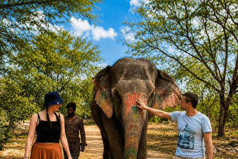 Jaipur: Elephant Village Care & Conservation Experience