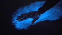 Kayak en Laguna Grande Bahía Bioluminiscente - Hizvo