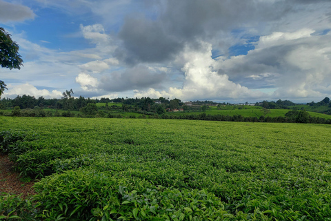 Nairobi: excursão de meio dia a uma fazenda de chá com almoço e degustação de chá.Nairóbi: Passeio de meio dia para tomar chá com almoço e degustação de chá.