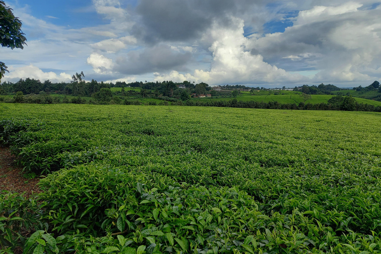 Nairobi: excursão de meio dia a uma fazenda de chá com almoço e degustação de chá.Nairóbi: Passeio de meio dia para tomar chá com almoço e degustação de chá.