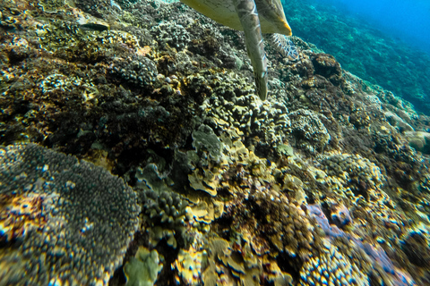 Nusa Penida Manta Snorkeling with Turtle & Beautiful Corals