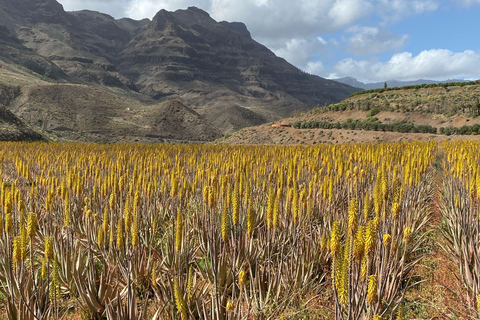 Gran Canaria Peaks in Minibus: Firgas, Teror, Aloe Vera tour Spanish - Picos de Gran Canaria Tour by Minibus