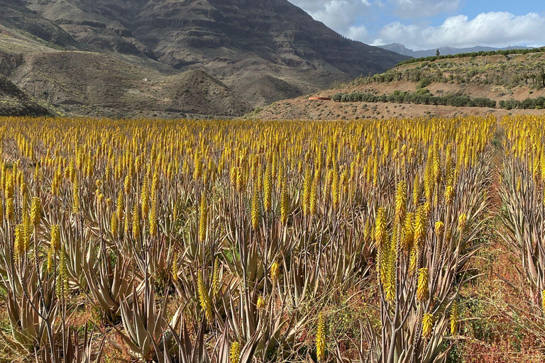 Gran Canaria Peaks in Minibus: Firgas, Teror, Aloe Vera tour Spanish - Picos de Gran Canaria Tour by Minibus