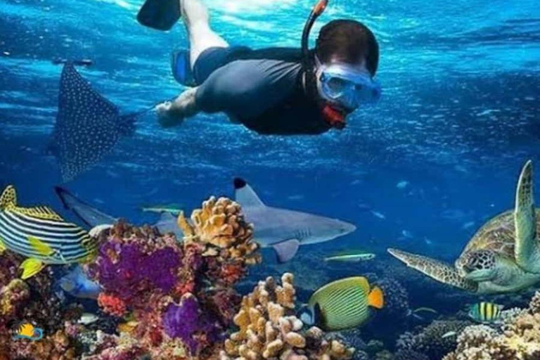 Mnemba Island: Guided Snorkeling & Dolphin Swim Experience Private Mnemba Island Snorkeling and dolphin swim