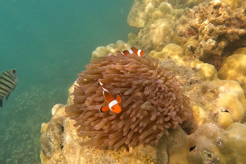 Pattaya : circuit d&#039;une journée dans les 3 îles en catamaran avec fêtePattaya : excursion d&#039;une journée sur le bateau pirate Black Pearl avec soirée DJ