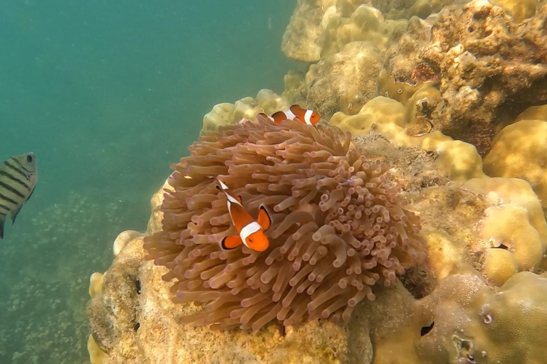 Pattaya : circuit d&#039;une journée dans les 3 îles en catamaran avec fêtePattaya : excursion d&#039;une journée sur le bateau pirate Black Pearl avec soirée DJ