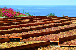 Salina: Wine Tasting & Brunch on Estate in Malfa