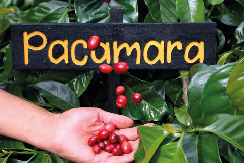 Boquete, Chiriquí: Irresistible aromas and flavors with coffee Boquete, Chiriquí: Dive into the world of coffee
