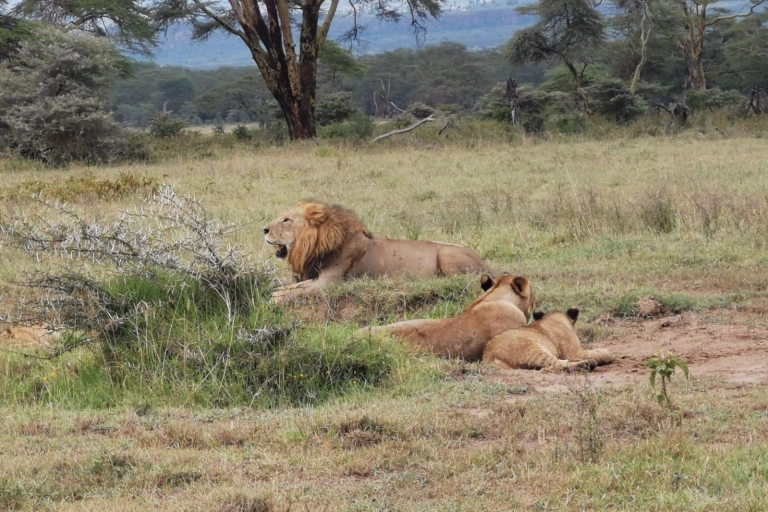 Z Nairobi: 4 dni Amboseli i safari Masai Mara