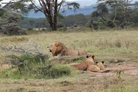 De Nairóbi: Safári de 4 dias em Amboseli e Masai Mara