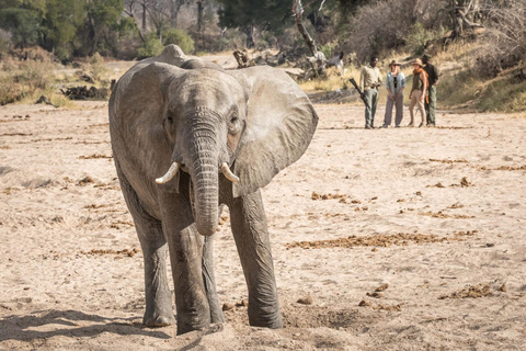 Serengeti: 7-tägige Great Migration Safari mit Flügen