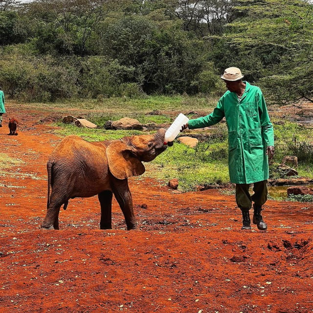 Nairobi National Park David Sheldrick Giraffe Centrum Tour Getyourguide