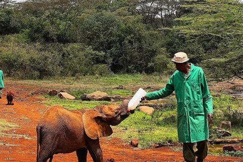 Park Narodowy Nairobi David Sheldrick i wycieczka do centrum żyrafNairobi - David - Żyrafa