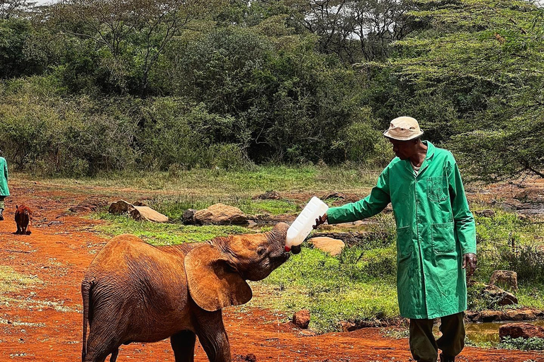 Tour del Parco Nazionale di Nairobi David Sheldrick e del Centro GiraffeNairobi - David - Giraffa