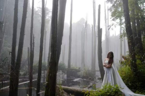 台中：望幽森林与山林溪一日游台中：王游森林与山林溪公园一日游