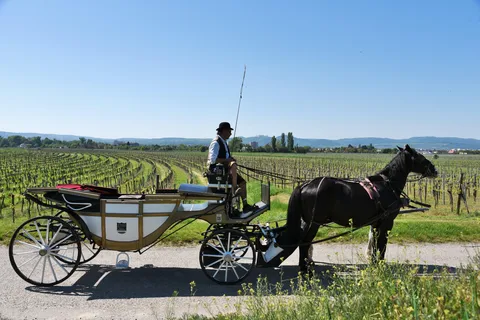 Wachauer Porzellanfuhre Eine prickelnde Kutschenfahrt durch die Weinberge