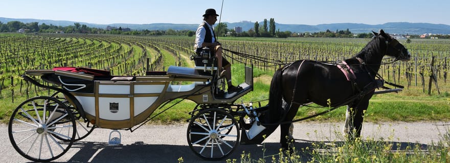 Wachauer Porzellanfuhre Une promenade pétillante en calèche à travers les vignobles