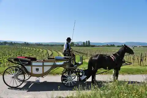 Porcelanowa dorożka w Wachau Przejażdżka dorożką przez winnice