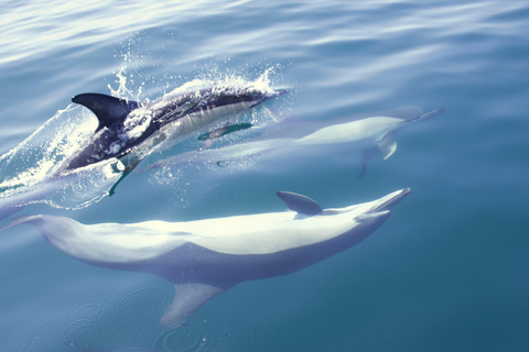 Lisbon: Dolphin Watching Boat Tour