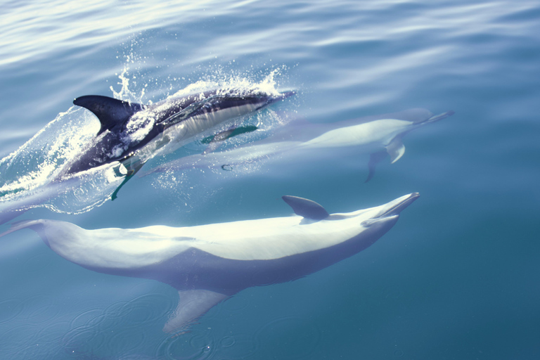 Lisbon: Dolphin Watching Boat Tour