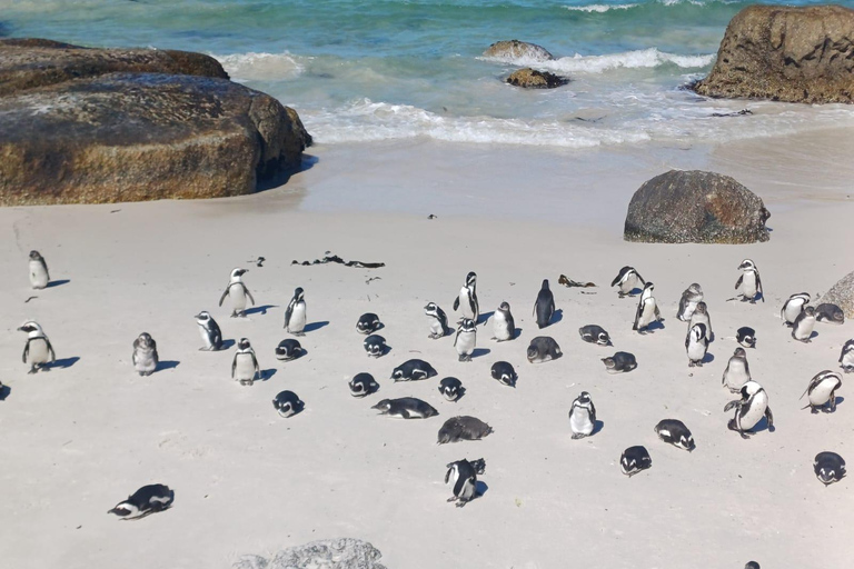 Ciudad del Cabo: Pingüinos y Cabo de Buena Esperanza Tour de medio día