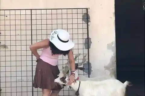 Experience with Girgentan goats in Agrigento