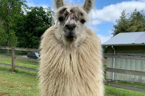 Roy, Washington : randonnée avec des lamas et rencontre avec des alpagas