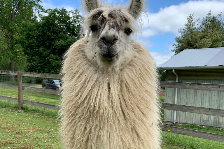 Roy, Washington : randonnée avec des lamas et rencontre avec des alpagas