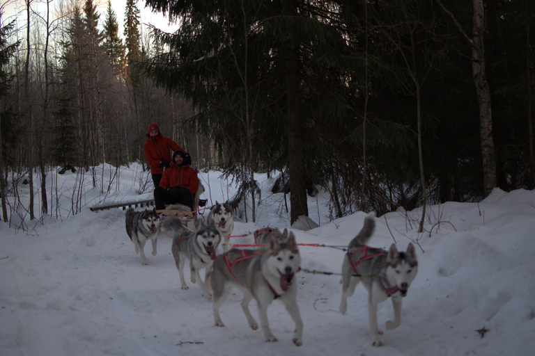 Luleå: Guided Dog Sledding Tour