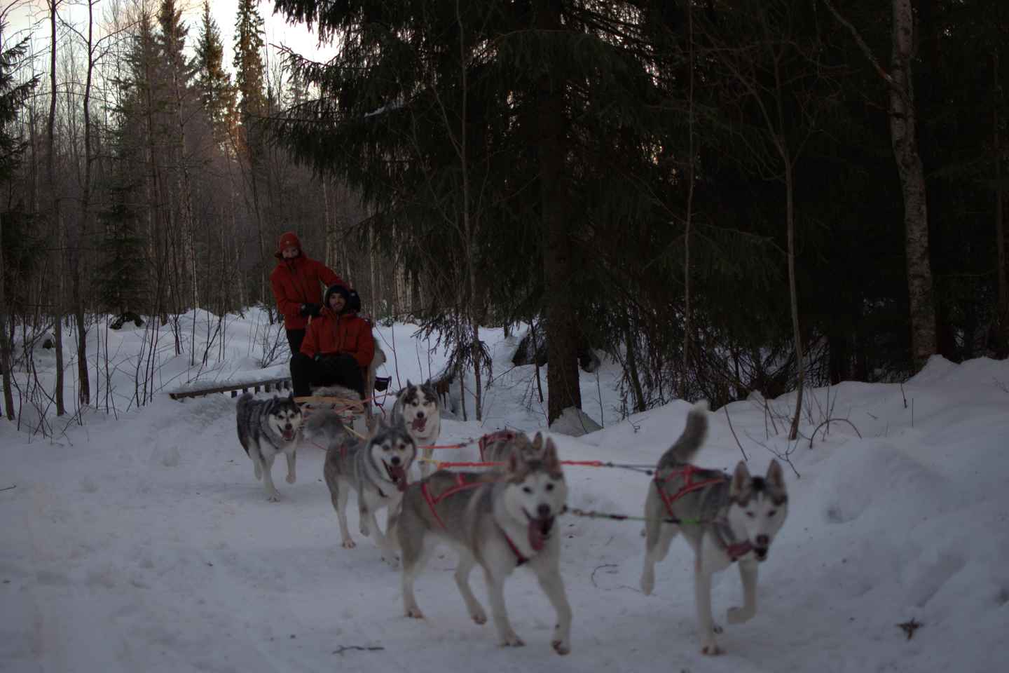 Luleå: Guided Dog Sledding Tour