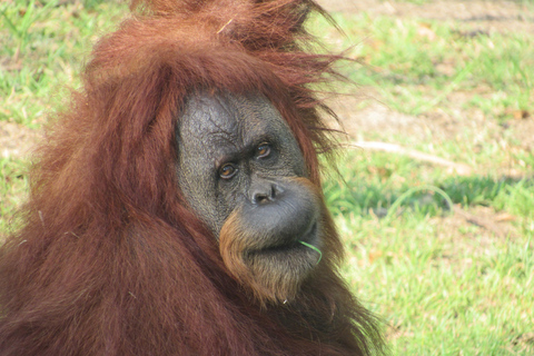 Río de Janeiro: BioParque de Río Entradas (Zoo)