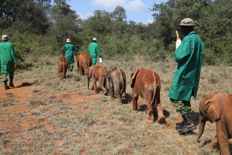 Nairobi: Giraffe Centre and Elephant Orphanage Giraffe Centre and Elephant Orphanage with entry fee