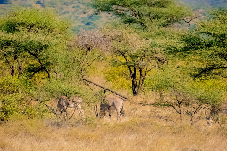 Samburu National Reserve 3-Day Safari from Nairobi