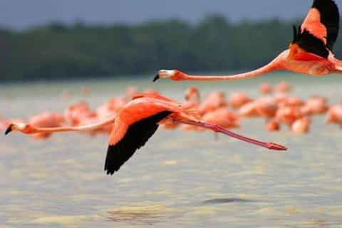The best Mérida Birdwatching 2026 - Free cancellation | GetYourGuide