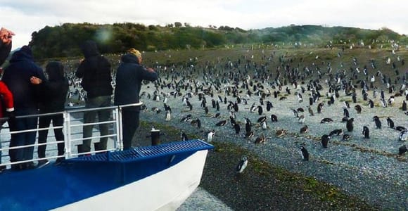 Ushuaia: paseo en velero por el canal Beagle hasta la colonia de pingüinos