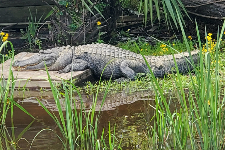 New Orleans: Oak Alley Plantation -N- Swamp Tour Full Day New Orleans Full Day Plantation -N- Swamp Tour