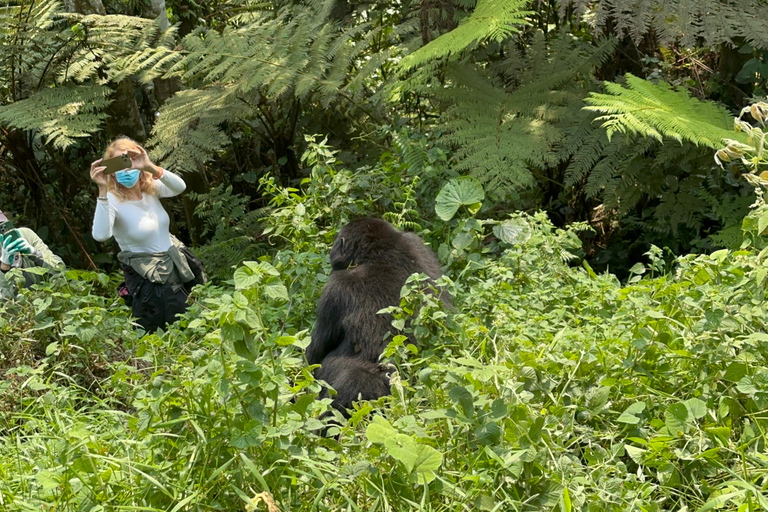 Passeio de 3 dias ao Gorila Mgahinga Gorilla NP Uganda via Ruanda