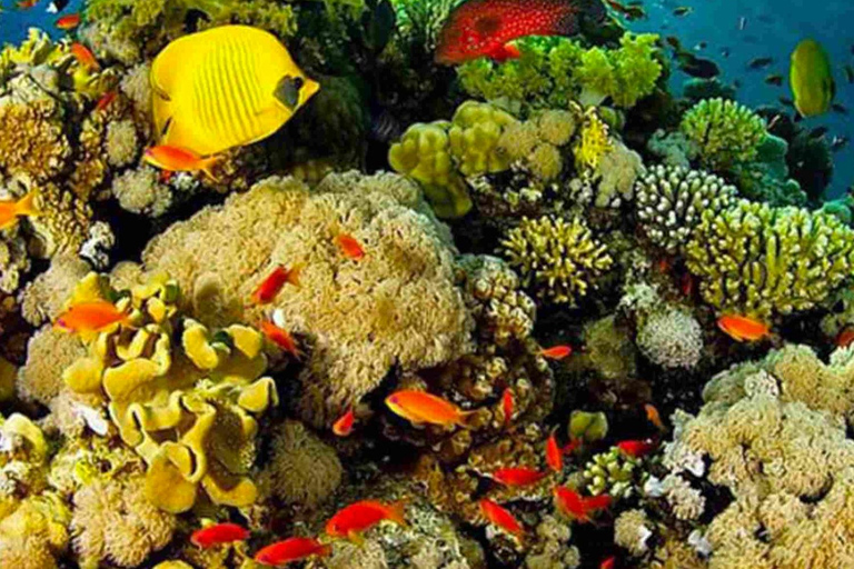 Cartagena: Rosario Oceanarium, Snorkel & Swim with Dolphins Cartagena: Rosario Islands Tour with Oceanarium & Snorkeling