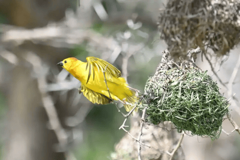 Von Arusha: Napuru-Wasserfall und Duluti-See mit FührungVon Arusha: Führung zu den Napuru-Wasserfällen und zum Duluti-See