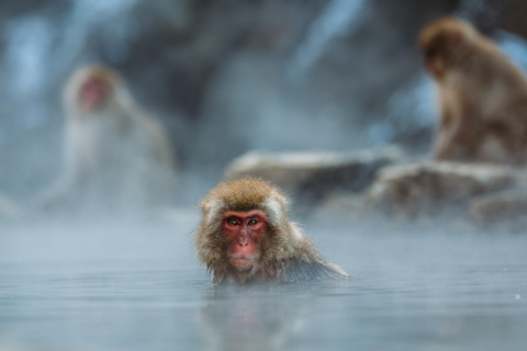 10 JOURS TOUR DU JAPON De Tokyo à Kyoto, Hiroshima