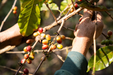Luang Prabang: Coffee Farm Tour with Roasting & Workshop