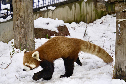 Hokkaido: Asahiyama Zoo, Biei, and Ningle Terrace Tour 7:30 Meetup at Odori Park Subway Station Exit 31