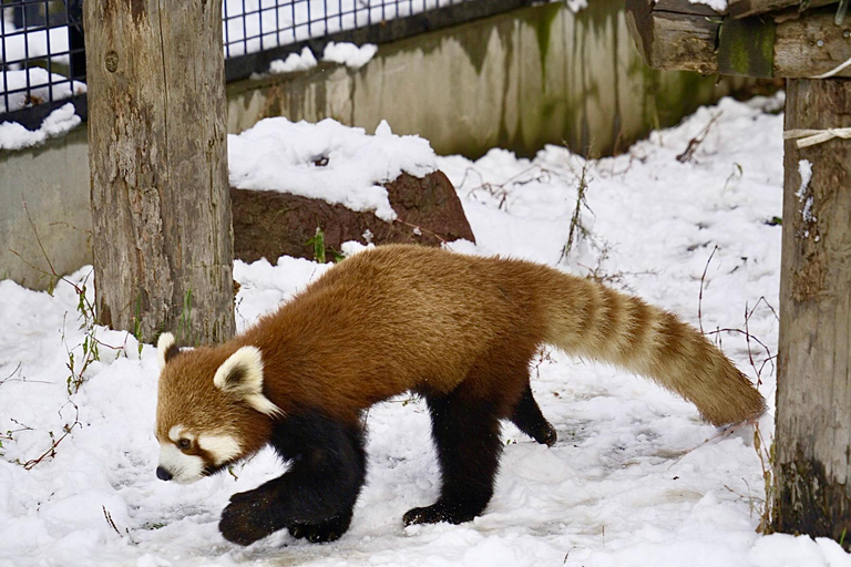 Hokkaido: Asahiyama Zoo, Biei, and Ningle Terrace Tour 7:30 Meetup at Odori Park Subway Station Exit 31