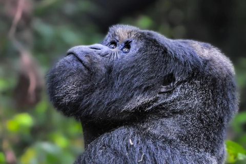 Kigali: 2-Day Volcanoes National Park & Gorilla Trek