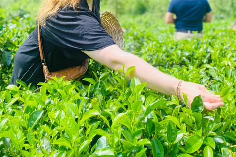 ELLA : Tea-Making Experience Tour with Tasting and Snacks